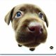 Allsop Hana Deka Chocolate Labrador Bianco 2