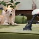Hoover HP120PET 011 2 L A cilindro Secco 700 W Senza sacchetto 5
