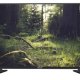Hisense 32D50EU 80 cm (31.5
