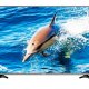 Hisense LTDN40K321UWTSEU TV Hospitality 101,6 cm (40