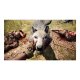 Ubisoft Far Cry Primal Collector's, Xbox One Collezione ITA 5