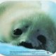Fellowes WWF Mouse Pad - Seal Multicolore 2