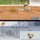 Nintendo Nintendogs: Labrador & Friends, NDS Nintendo DS 10