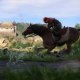 PLAION Kingdom Come Deliverance Special Edition Speciale Inglese, ITA PlayStation 4 5