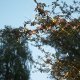 Star Trading 491-00 striscia luminosa LED 5000 mm 16