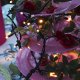 Star Trading 491-00 striscia luminosa LED 5000 mm 6