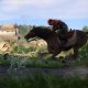 Deep Silver Kingdom Come : Deliverance - Edition Spéciale Speciale Xbox One 9