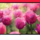 Sharp LC-43FG5242E TV 109,2 cm (43