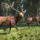 THQ Nordic theHunter : Call of The Wild - 2019 Edition - Game of the Year Edition PlayStation 4 5
