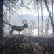 THQ Nordic theHunter : Call of The Wild - 2019 Edition - Game of the Year Edition PlayStation 4 6