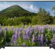 Sony KD-55XF7005 139,7 cm (55