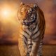 Clementoni 31806 puzzle Puzzle di contorno 1500 pz Animali 2