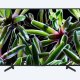 Sony KD-55XG7096 139,7 cm (55