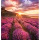 Samsung IF015H-E LED Interno 2