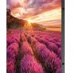 Samsung IF015H-E LED Interno 3