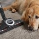 Blizzard CX1 Cat&Dog Powerline 9
