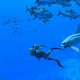 Nintendo Endless Ocean Luminous + 7 giorni di NSO 5