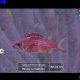 Nintendo Endless Ocean Luminous + 7 giorni di NSO 8