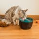 Cecotec Pumba 2200 Refresh distributore di cibo e acqua per cani e gatti Plastica Nero, Blu Universale Abbeveratoio automatico per animali domestici 6