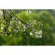 AEG AFDBTH6 Filtro per purificatore d'aria 8